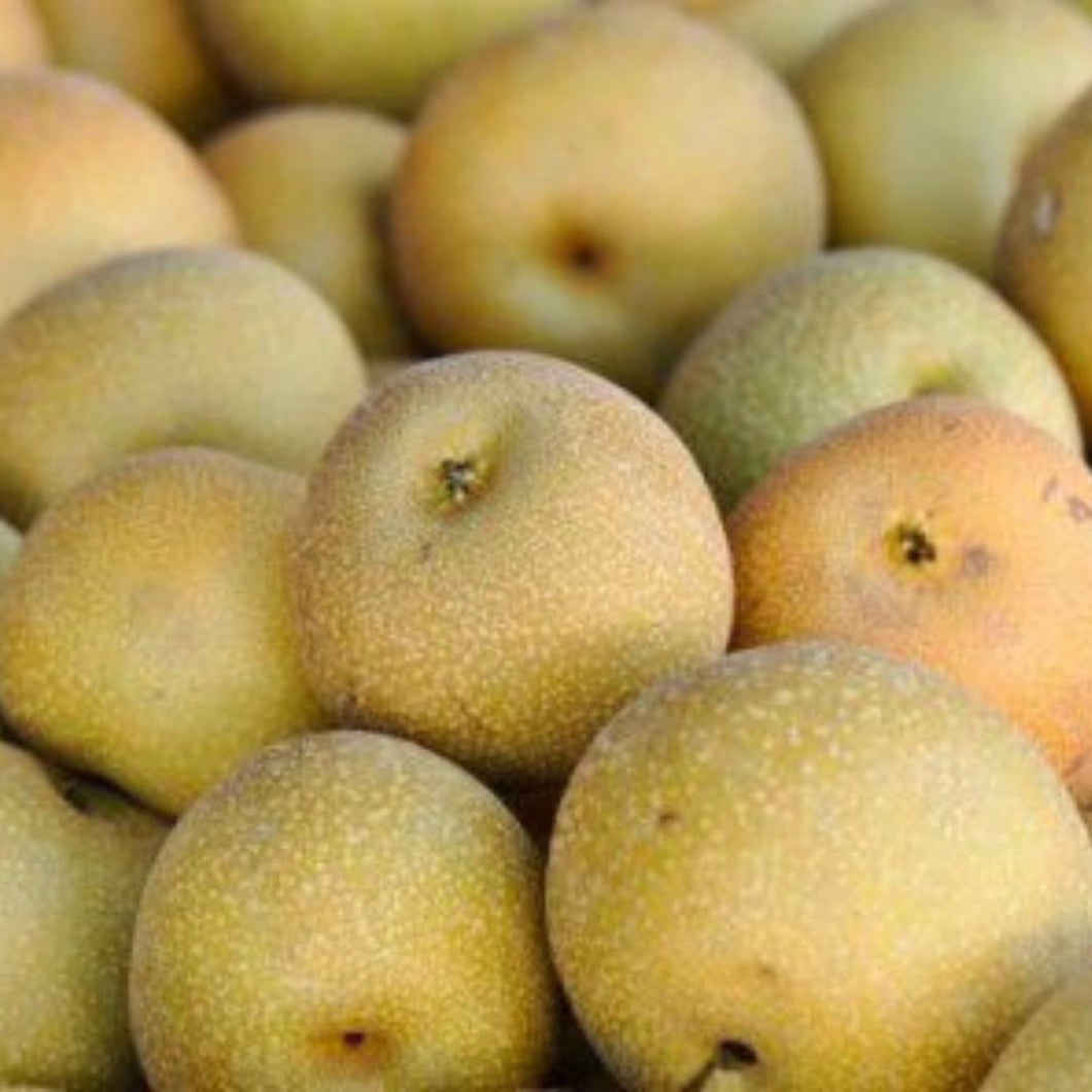 Organic Pear Nashi 500g | FreshBox