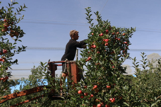 McMahon Bros Organics - Stanthorpe, Qld | FreshBox