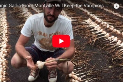 Garlic from the lush hills of Montville.