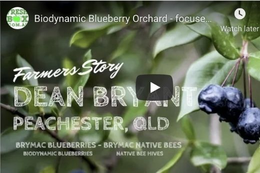 Biodynamic blueberry orchard increases its Organic Matter levels by 500%