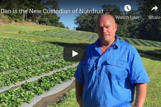 Dan returns to farming organic Strawberries