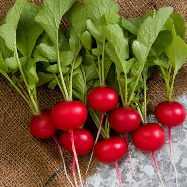 Organic Radish Bunch | FreshBox