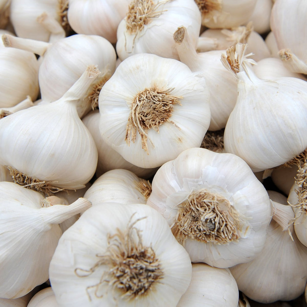 Organic Garlic White Russian 100g | FreshBox