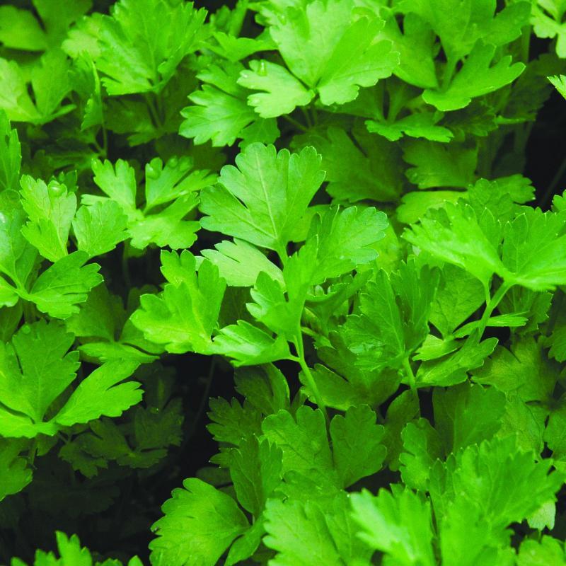 Organic Parsley Flat Bunch x 1 | FreshBox