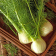 Organic Fennel | FreshBox