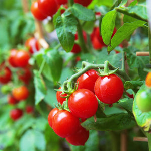 Organic Tomatoes Cherry punnet 200g
