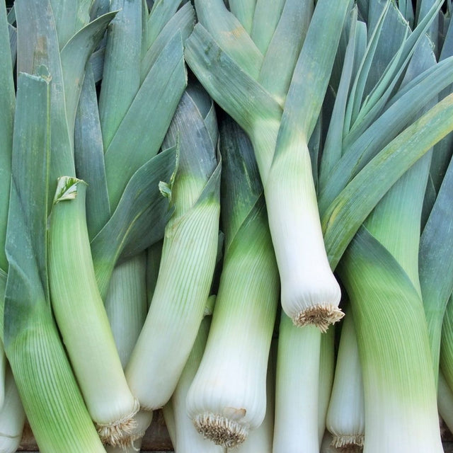 Organic Leek Stalk x 1 | FreshBox