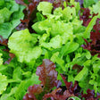 Lettuce Mixed Salad 180g | FreshBox