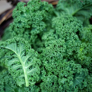 Organic Kale Bunch x 1 | FreshBox