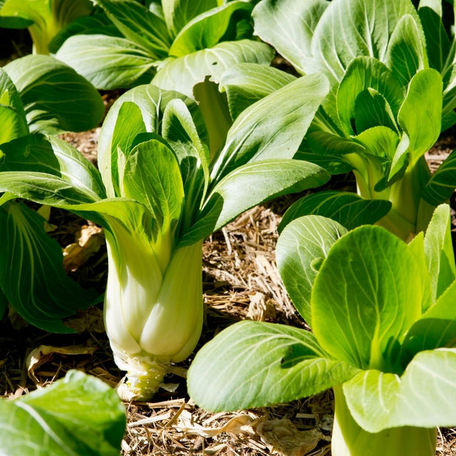 Organic Bok Choy bunch x 1 | FreshBox