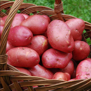 Organic Potato Desiree 1kg | FreshBox